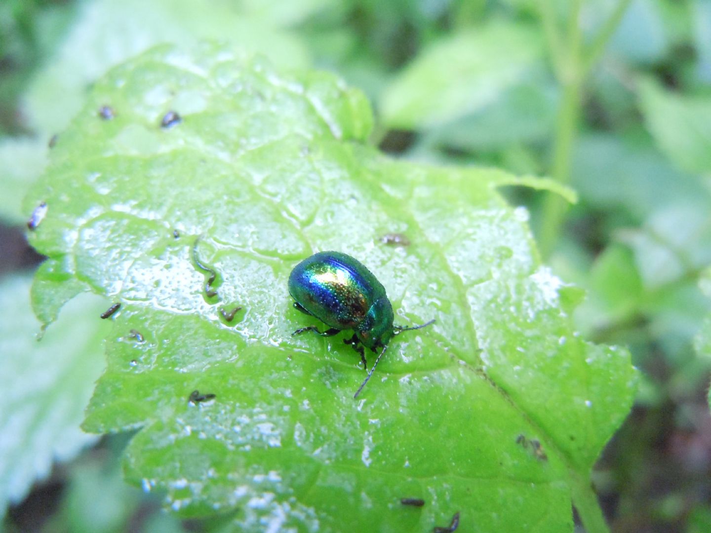 Chrysolina fastuosa, Chrysomelidae